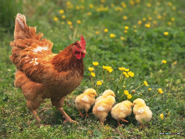 Kỹ thuật nuôi gà ta đẻ trứng hiệu quả cao