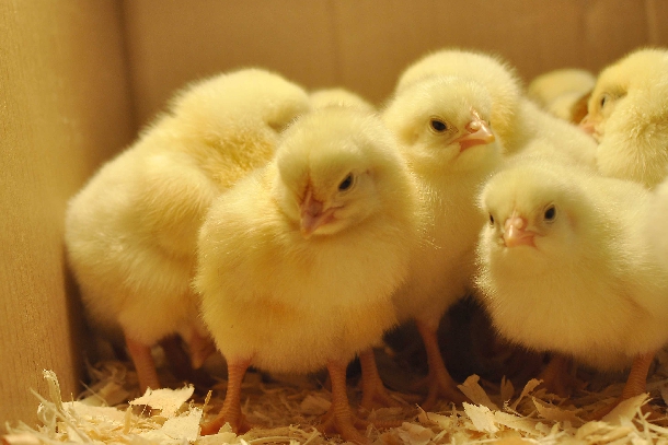 Hướng dẫn chăm sóc gà con từ mới nở đến 28 ngày tuổi