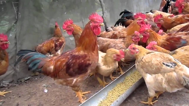 Hướng dẫn chăn nuôi gà thả vườn tiết kiệm chi phí